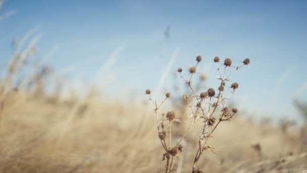 Closeup droog gras natuur achtergrond — Stockvideo