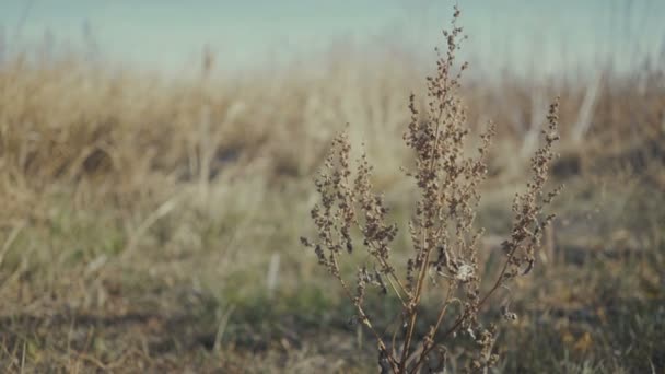 Closeup droog gras natuur achtergrond — Stockvideo