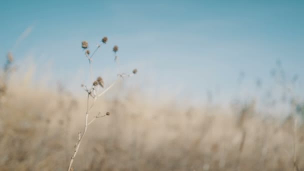 Closeup droog gras natuur achtergrond — Stockvideo