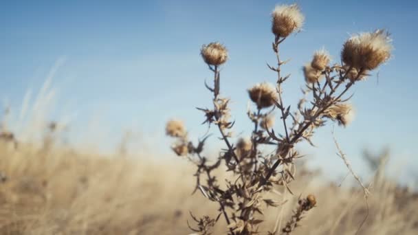 特写干草自然背景 — 图库视频影像