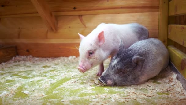 Две свиньи в клетке в контактном зоопарке — стоковое видео