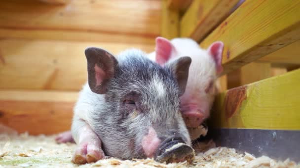 Two pigs in a cage in a contact zoo — Stock Video