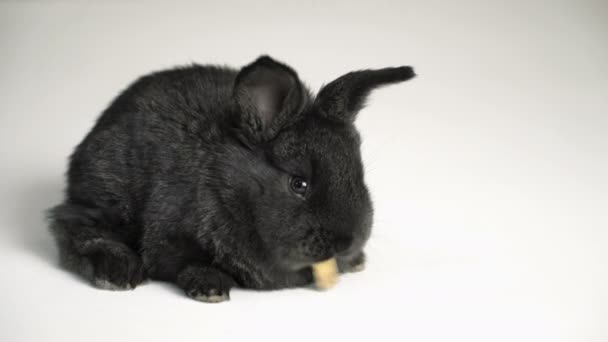 Rabbit or bunny on white background — Stock Video