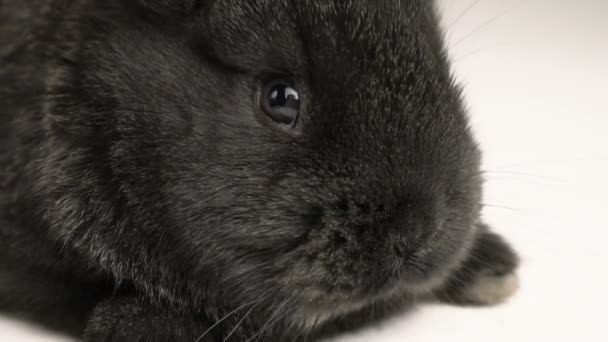 Kleine konijn of bunny close-up — Stockvideo