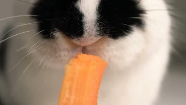 Pequeño conejo o conejito de cerca — Vídeo de stock