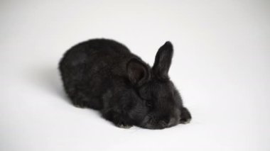 Tavşan ya da bunny beyaz arka plan üzerinde