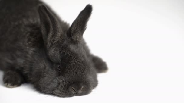 Conejo o conejo sobre fondo blanco — Vídeos de Stock