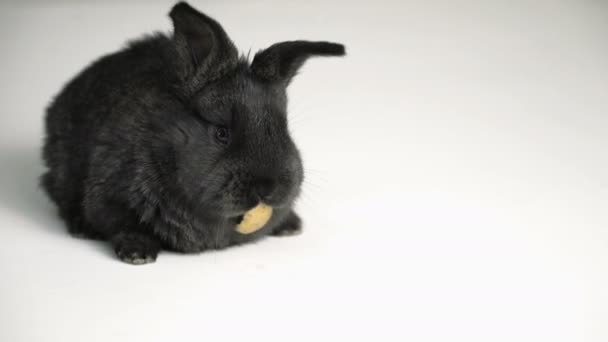 Kaninchen oder Hase auf weißem Hintergrund — Stockvideo