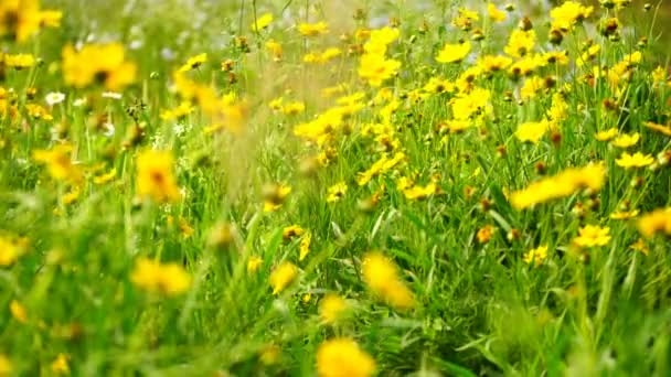 Footage bright yellow flowers in field. — Stock Video