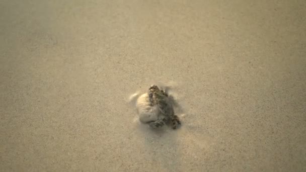 Krabba begraver sig i sanden på havet stranden. — Stockvideo