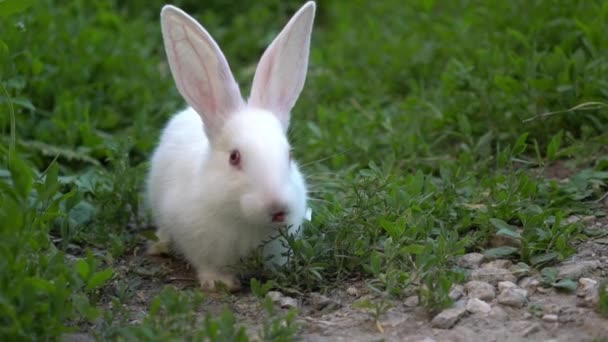 Srandovní Bílý králík jíst zelenou trávu