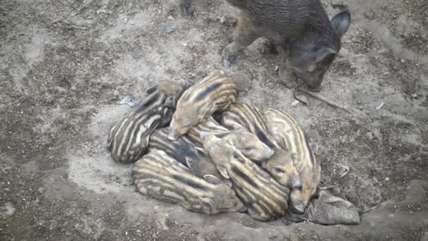 Jabalíes salvajes en el bosque — Vídeo de stock