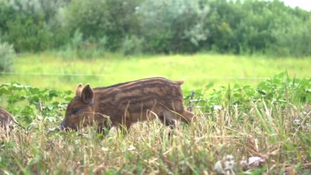 Jabalíes salvajes en el bosque — Vídeo de stock