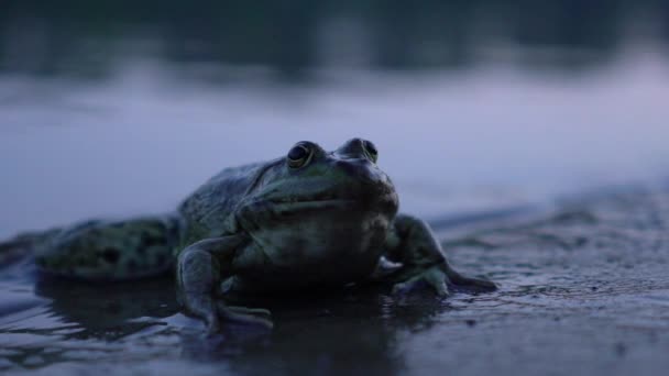 Žabák blízko v rybníku — Stock video