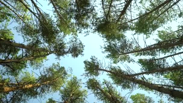 Laag hoek schot van dennenbomen bos — Stockvideo
