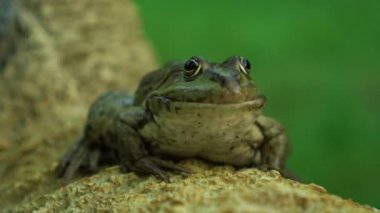 doğada yavaşça büyük kurbağa