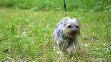 Yorkshire Teriyeri Çimenlerde Yürüyen Köpek