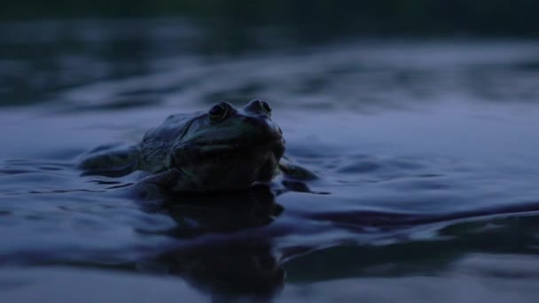 연못에 개구리 클로즈업 — 비디오