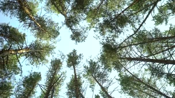 Laag hoek schot van dennenbomen bos — Stockvideo