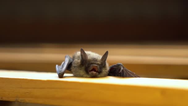 Kleine Fledermaus zeigt Zähne. — Stockvideo