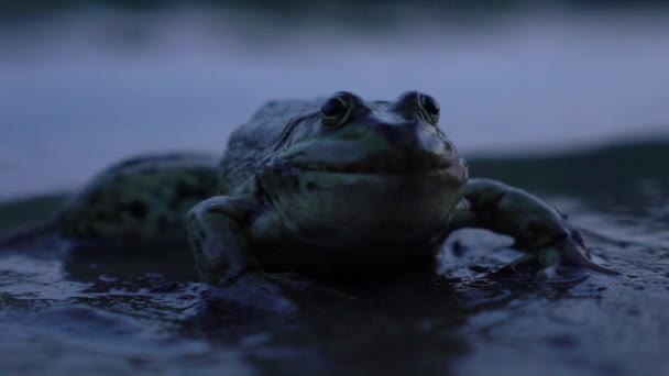 Sapo perto na lagoa — Vídeo de Stock