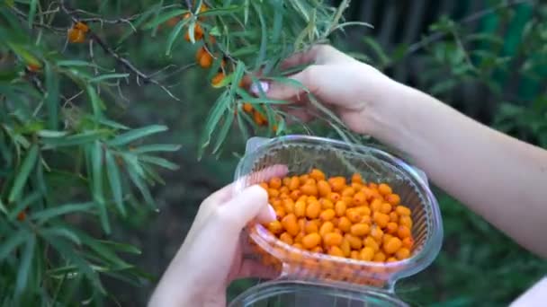 Mani femminili raccolte olivello spinoso da vicino. Raccolta di olivello spinoso maturo — Video Stock