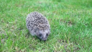 Yavaş yavaş Kirpi Güneşli Günü'nde yeşil çim üzerinde çalışır.