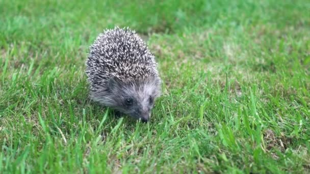 Langsam läuft Igel an sonnigem Tag über das grüne Gras. — Stockvideo