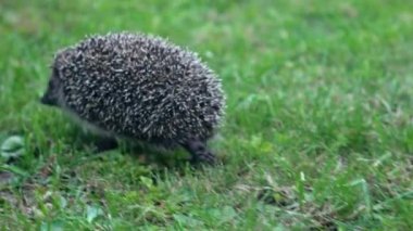 Yavaş yavaş Kirpi Güneşli Günü'nde yeşil çim üzerinde çalışır.