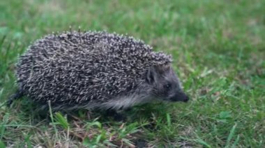 Yavaş yavaş Kirpi Güneşli Günü'nde yeşil çim üzerinde çalışır.