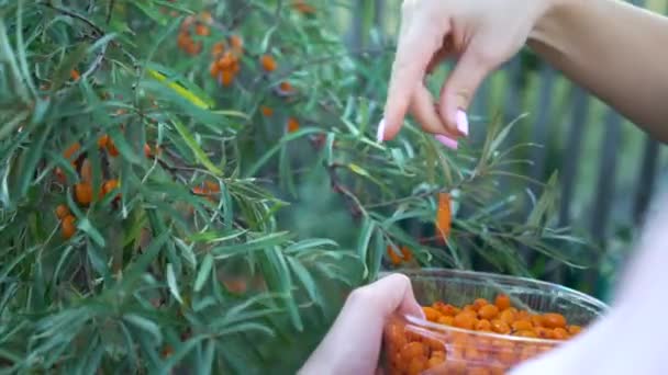 Female hands harvested sea buckthorn close up. Ripe sea-buckthorn harvesting — Stock Video