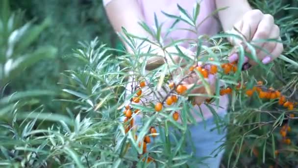 Weibliche Hände ernteten Sanddorn aus nächster Nähe. Reife Sanddornernte — Stockvideo