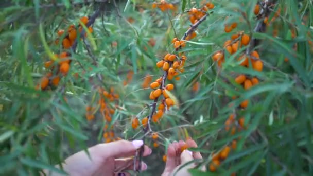 Mani femminili raccolte olivello spinoso da vicino. Raccolta di olivello spinoso maturo — Video Stock