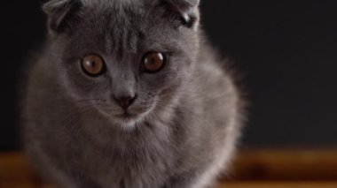 İngiliz İskoç kat kedi yakın portre