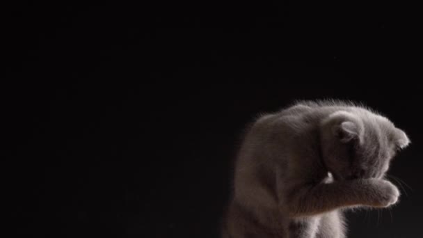 英国のスコットランドの折り畳み猫クローズアップ肖像画 — ストック動画