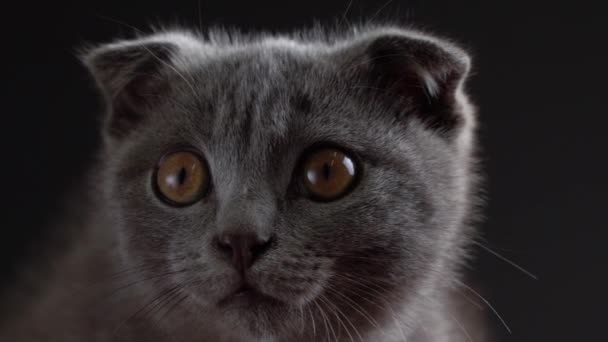 British scottish fold cat close up portrait — Stock Video