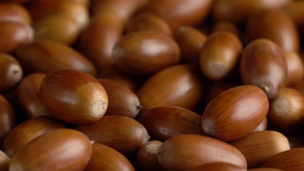 Close-up rotation of oak acorns — Stock Video