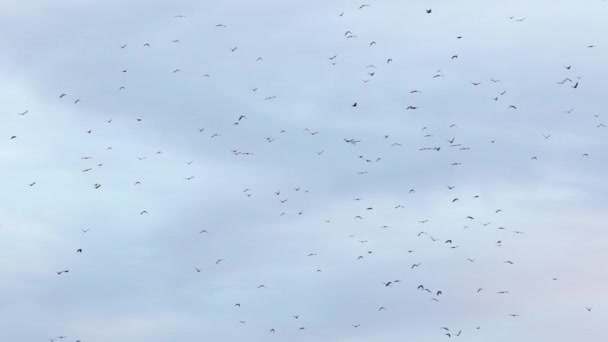 Vogelschar am blauen Himmel mit Wolken — Stockvideo