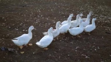 Beyaz kazlar dışarıda yürüyor.