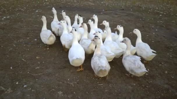 Білі гуси, що ходять на відкритому повітрі — стокове відео