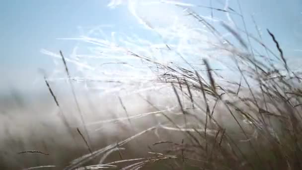 Veren gras ontwikkelt zich in de wind. — Stockvideo