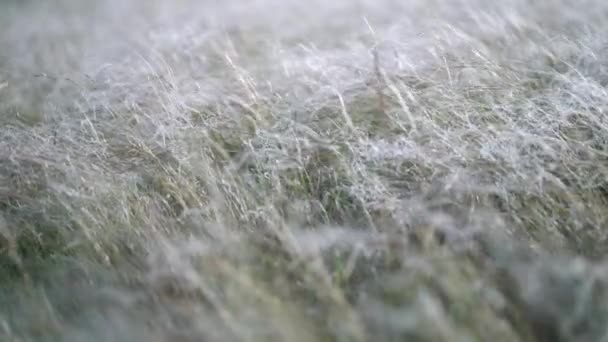 Veren gras ontwikkelt zich in de wind. — Stockvideo