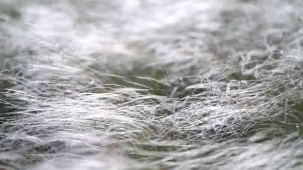 Veren gras ontwikkelt zich in de wind. — Stockvideo