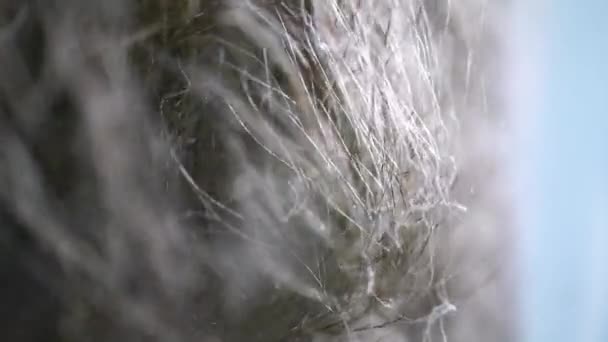 Függőleges videó. tollas fű nő a szélben.. — Stock videók