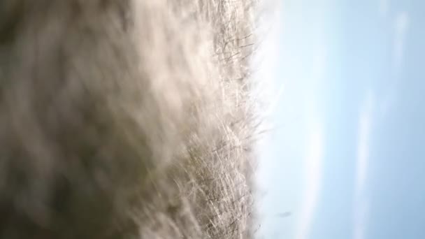 Вертикальне відео. пір'я трава розвивається на вітрі . — стокове відео