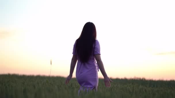 Młoda dziewczyna szczęśliwie chodzi po zielonym polu dotykając ręcznymi uszami pszenicy o zachodzie słońca. — Wideo stockowe