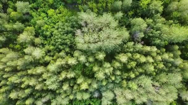 Yeşil ormanın yukarıdan görünüşü. Karışık orman, yeşil yaprak döken ağaçlar — Stok video