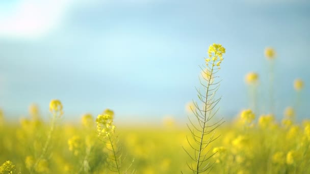 Жовте цвітіння полів каноли. Обрізане поле крупним планом — стокове відео