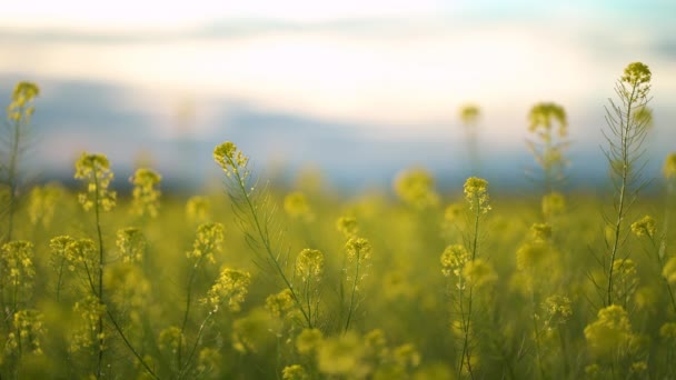 Жовте цвітіння полів каноли. Обрізане поле крупним планом — стокове відео