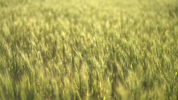 Natürliche grüne Weizenhalme wehen im Wind — Stockvideo